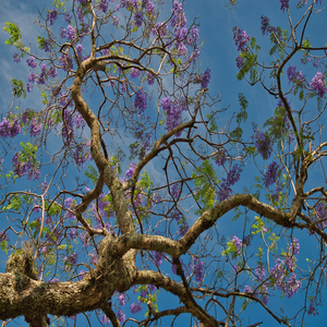 Image by mfuente titled ’tree, wood, branches’. Source: Pixabay