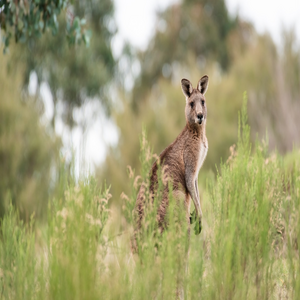 Image by pen_ash titled ’kangaroo, eastern grey kangaroo, animal’. Source: Pixabay Image by pen_ash titled ’kangaroo, eastern grey kangaroo, animal’. Source: Pixabay