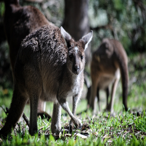 Image by TerriAnneAllen titled ’kangaroo, australia, marsupial’. Source: Pixabay Image by TerriAnneAllen titled ’kangaroo, australia, marsupial’. Source: Pixabay