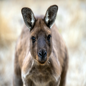 Image by xiSerge titled ’kangaroo, eastern grey kangaroo, kangaroo island’. Source: Pixabay Image by xiSerge titled ’kangaroo, eastern grey kangaroo, kangaroo island’. Source: Pixabay