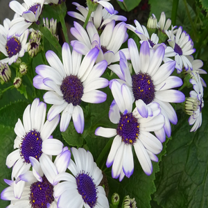 Image by sarangib titled ’flower, flower background, seasonal’. Source: Pixabay