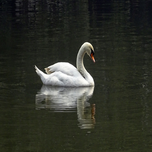 Image by sarangib titled ’swan, bird, water’. Source: Pixabay
