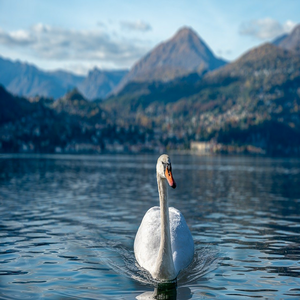 Image by GPoulsen titled ’swan, bird, ornithology’. Source: Pixabay