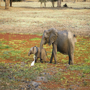 Image by Scheidt titled ’elephants, baby elephant, safari’. Source: Pixabay