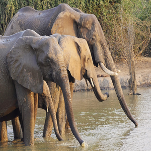 Image by Scheidt titled ’elephants, safari, game drive’. Source: Pixabay