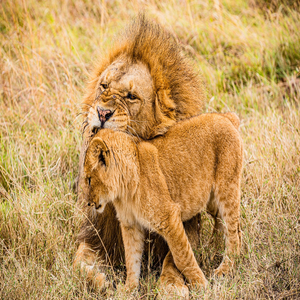 Image by antonytrivet titled ’lions, wild animals, wilderness’. Source: Pixabay Image by antonytrivet titled ’lions, wild animals, wilderness’. Source: Pixabay