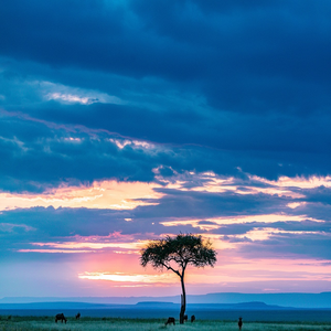 Image by antonytrivet titled ’maasai mara, sunset, great rift valley’. Source: Pixabay Image by antonytrivet titled ’maasai mara, sunset, great rift valley’. Source: Pixabay