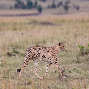 Image by antonytrivet titled ’cheetah, animal, wildlife’. Source: Pixabay Image by antonytrivet titled ’cheetah, animal, wildlife’. Source: Pixabay