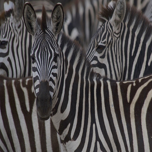 Image by 7523944 titled ’zebras, animals, kenya’. Source: Pixabay Image by 7523944 titled ’zebras, animals, kenya’. Source: Pixabay