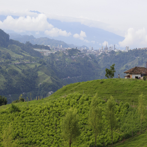 Image by JoseNavia titled ’manizales, colombia, coffee’. Source: Pixabay