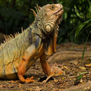 Image by Willypomares titled ’iguana, medellin, colombia’. Source: Pixabay