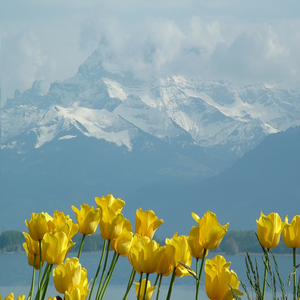Image by Websi titled ’tulips, montblanc, lake geneva’. Source: Pixabay