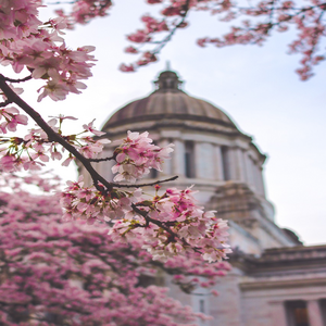 Image by Olichel titled ’washington state, capitol building, pink flowers’. Source: Pixabay