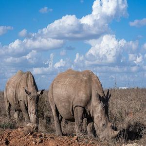 Image by Jacksonmau_ titled ’rhino, rhinoceros, animal’. Source: Pixabay
