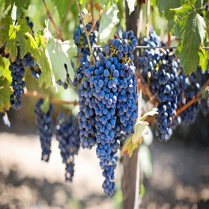 Image by JillWellington titled ’grapes, vines, grapevine’. Source: Pixabay Image by JillWellington titled ’grapes, vines, grapevine’. Source: Pixabay