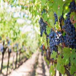 Image by JillWellington titled ’grapes, vines, grapevines’. Source: Pixabay