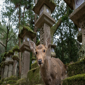 Image by pen_ash titled ’sika deer, deer, inquisitive’. Source: Pixabay