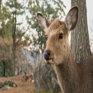 Image by pen_ash titled ’sika deer, deer, nara park’. Source: Pixabay