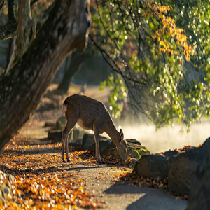 Image by Kanenori titled ’sika deer, nara park, deer’. Source: Pixabay