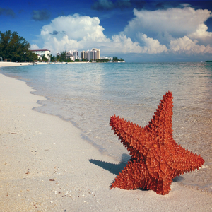Image by pinasmall titled ’starfish, sand, bahamas’. Source: Pixabay