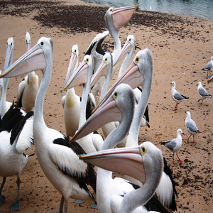 Image by loupie titled ’pelicans, australian pelicans, water birds’. Source: Pixabay