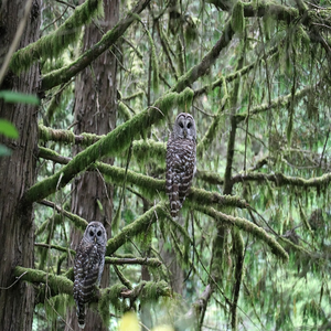 Image by JamesHills titled ’owl, oregon, tree’. Source: Pixabay