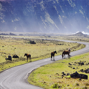 Image by ask-mediendesign titled ’horses, animals, pasture’. Source: Pixabay Image by ask-mediendesign titled ’horses, animals, pasture’. Source: Pixabay
