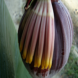 Image by sloupovasm titled ’dominican republic, puerto plata, banana tree’. Source: Pixabay