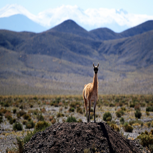 Image by francescobovolin titled ’vicuna, animal, wildlife’. Source: Pixabay