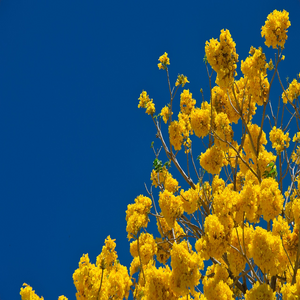 Image by mfuente titled ’costa rica, yellow flowers, sky’. Source: Pixabay