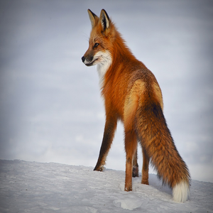 Image by AlainAudet titled ’fox, animal, mammal’. Source: Pixabay Image by AlainAudet titled ’fox, animal, mammal’. Source: Pixabay