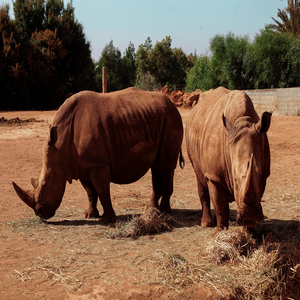 Image by Tarazal titled ’zoo, rabat, morocco’. Source: Pixabay Image by Tarazal titled ’zoo, rabat, morocco’. Source: Pixabay