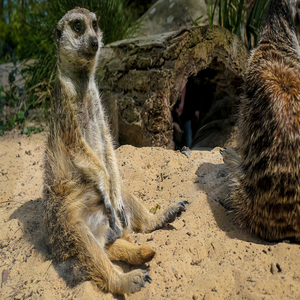 Image by Dingsbumser titled ’meerkat, mammal, rostock zoo’. Source: Pixabay Image by Dingsbumser titled ’meerkat, mammal, rostock zoo’. Source: Pixabay