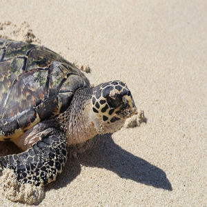 Image by georgiegarnham titled ’turtle, beach, sand’. Source: Pixabay