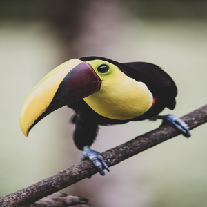 Image by Paulswilderness titled ’toucan, bird, branch’. Source: Pixabay