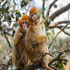 Image by Anissbnh titled ’monkeys, primates, animals’. Source: Pixabay Image by Anissbnh titled ’monkeys, primates, animals’. Source: Pixabay
