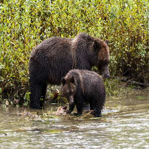 Image by schliff titled ’brown bears, bear, grizzly bears’. Source: Pixabay
