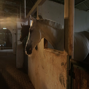 Image by masbebet titled ’horses, farm, whitehorse’. Source: Pixabay