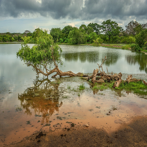 Image by henryleester titled ’lake, trees, yala national park’. Source: Pixabay