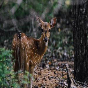 Image by nadild08 titled ’deer, ruminant, wild’. Source: Pixabay