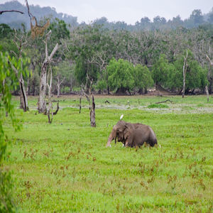 Image by pen_ash titled ’sri lankan elephant, elephant, asian’. Source: Pixabay