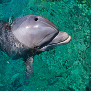 Image by derevv titled ’dolphin, eilat, israel’. Source: Pixabay
